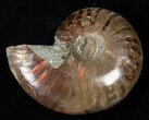 Flashy Red Iridescent Ammonite - Wide #16692-1